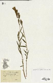 spécimen de Gentiana pneumonanthe