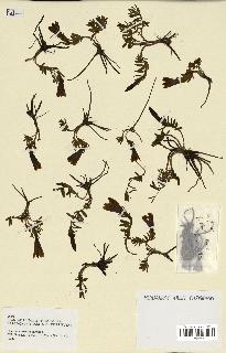spécimen de Gentiana pneumonanthe