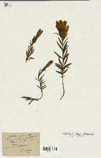 spécimen de Gentiana pneumonanthe