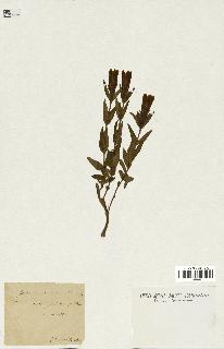 spécimen de Gentiana pneumonanthe
