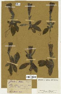 spécimen de Gentiana kochiana