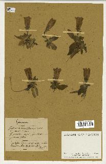 spécimen de Gentiana kochiana