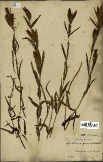 spécimen de Gentiana pneumonanthe
