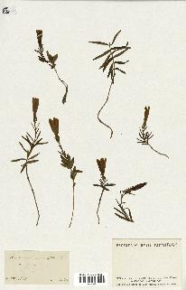 spécimen de Gentiana pneumonanthe