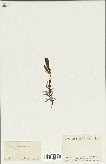 spécimen de Gentiana pneumonanthe
