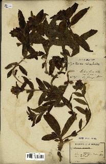 spécimen de Gentiana cruciata