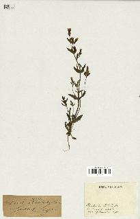 spécimen de Gentiana amarella