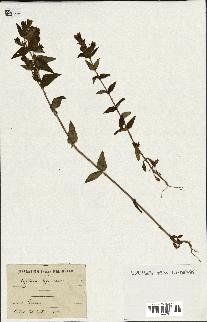 spécimen de Gentiana germanica