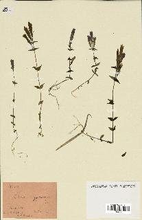 spécimen de Gentiana germanica