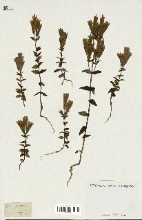 spécimen de Gentiana germanica