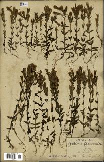 spécimen de Gentiana germanica