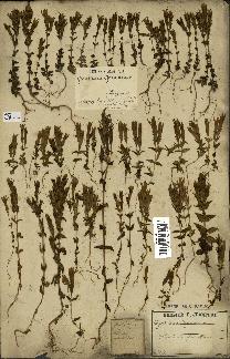 spécimen de Gentiana germanica