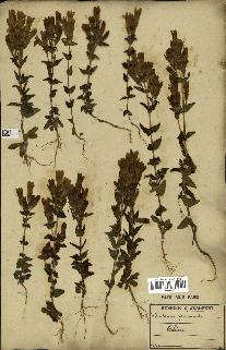 spécimen de Gentiana germanica