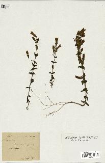 spécimen de Gentiana germanica