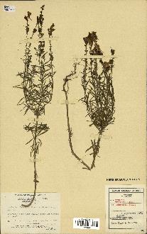 spécimen de Linaria vulgaris