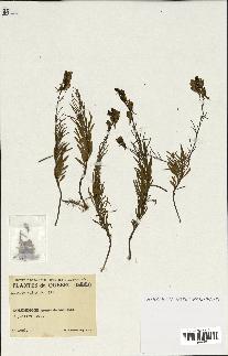 spécimen de Linaria vulgaris