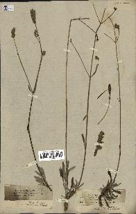 spécimen de Lavandula spica