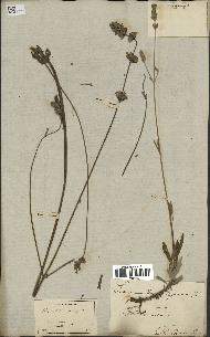 spécimen de Lavandula spica