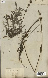 spécimen de Lavandula spica