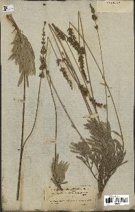 spécimen de Lavandula lanata