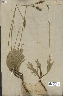 spécimen de Lavandula lanata