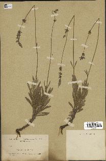 spécimen de Lavandula lanata