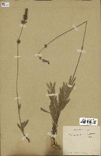 spécimen de Lavandula lanata