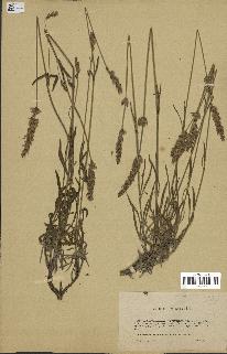 spécimen de Lavandula latifolia