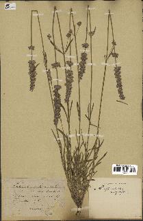 spécimen de Lavandula officinalis