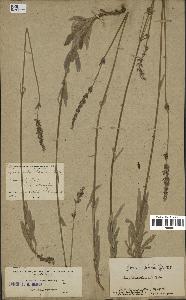 spécimen de Lavandula lanata