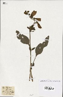 spécimen de Digitalis purpurea