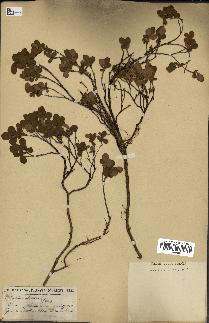 spécimen de Vaccinium uliginosum