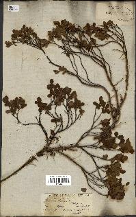 spécimen de Vaccinium uliginosum