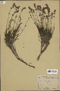 spécimen de Lavandula spica