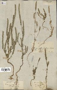 spécimen de Crucianella angustifolia