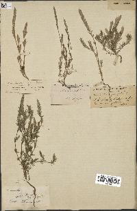 spécimen de Crucianella angustifolia