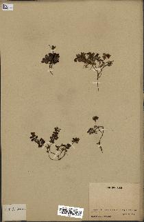 spécimen de Vaccinium vitis-idaea