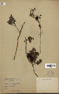 spécimen de Vaccinium vitis-idaea