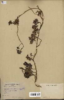 spécimen de Vaccinium vitis-idaea