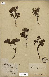 spécimen de Vaccinium uliginosum