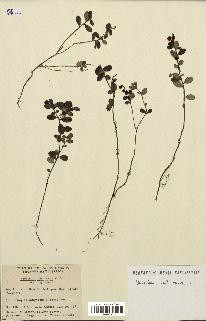spécimen de Vaccinium vitis-idaea