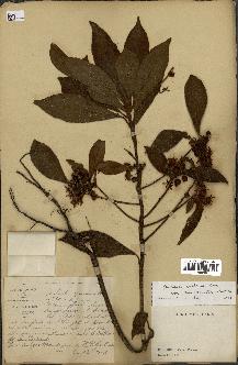 spécimen de Ardisia villosa