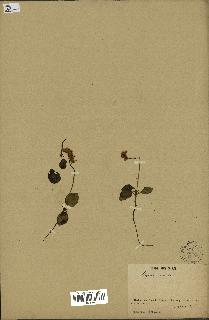 spécimen de Pyrola secunda