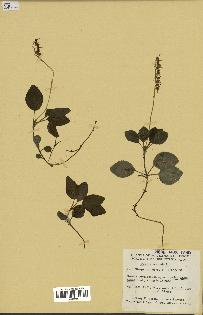 spécimen de Pyrola secunda