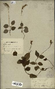 spécimen de Pyrola secunda
