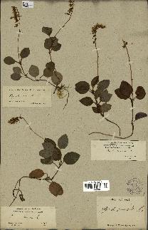 spécimen de Pyrola secunda
