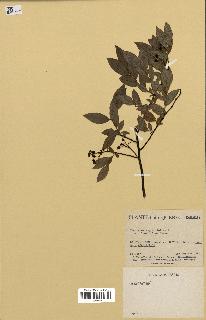 spécimen de Vaccinium angustifolium