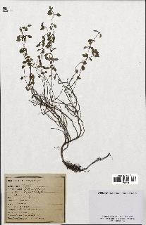 spécimen de Thymus serpyllum