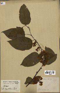 spécimen de Actinidia callosa