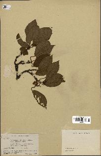 spécimen de Actinidia callosa